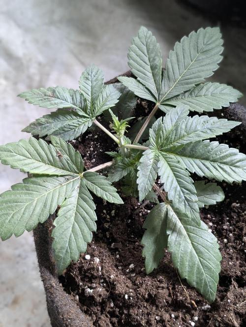 Golosa. Week 3
