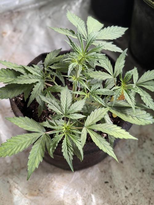 Sweet Mango Auto x4. Week 4 - 1