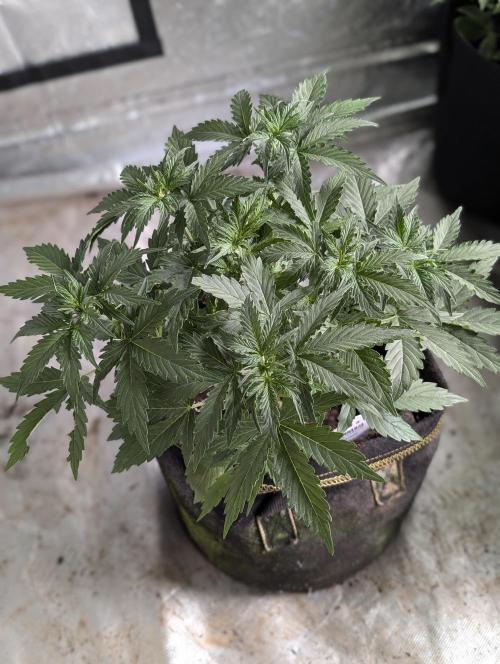 Sweet Mango Auto x4. Week 4 - 2