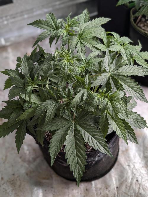 Sweet Mango Auto x4. Week 4 - 3
