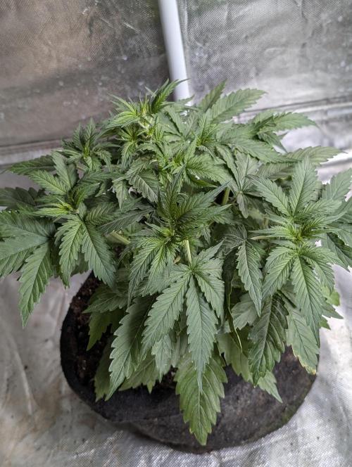 Sweet Mango Auto x4. Week 4 - 4