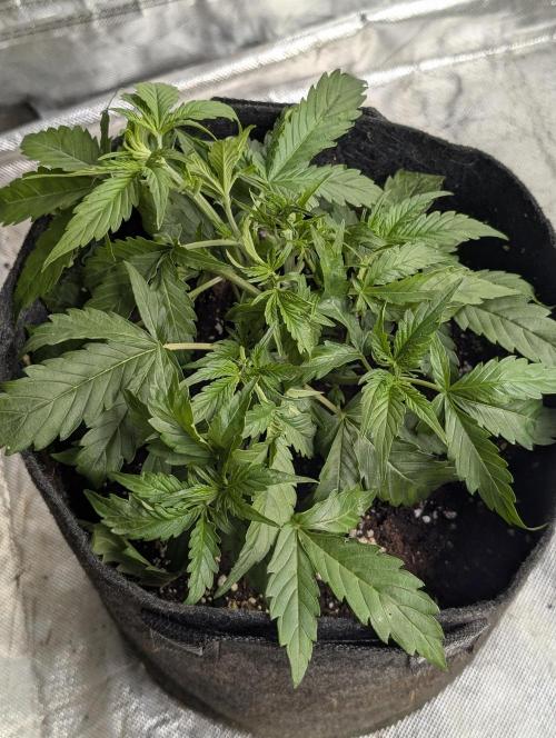 Sweet Mango x3. Week 4 - 1