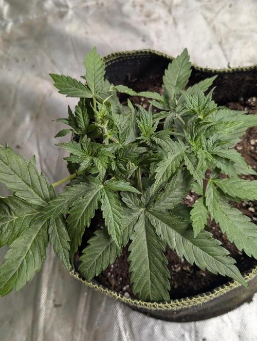 Sweet Mango x3. Week 4 - 2