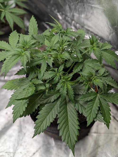 Sweet Mango x3. Week 4 - 3