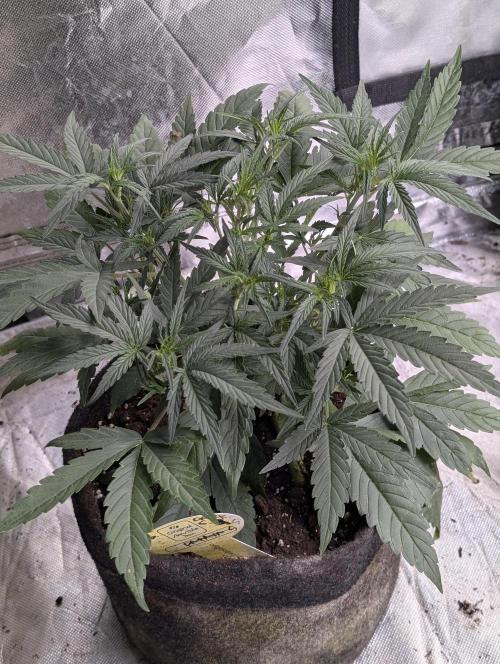 Frosted Guava Auto x3. Week 4 - 2