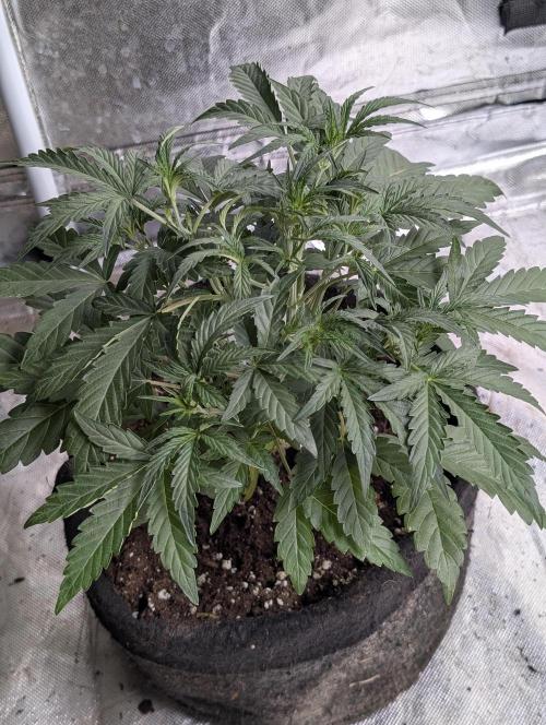 Frosted Guava Auto x3. Week 4 - 3
