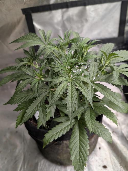 Frosted Guava Auto x3. Week 4 - 2
