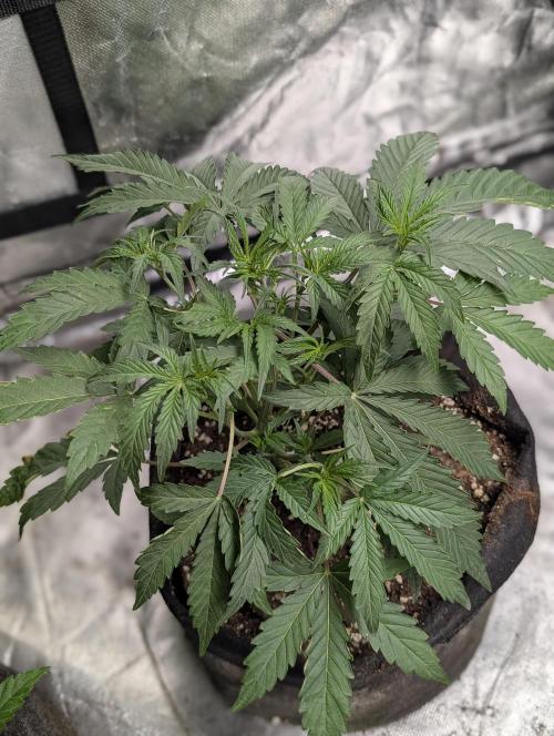Frosted Guava Auto x3. Week 4 - 3
