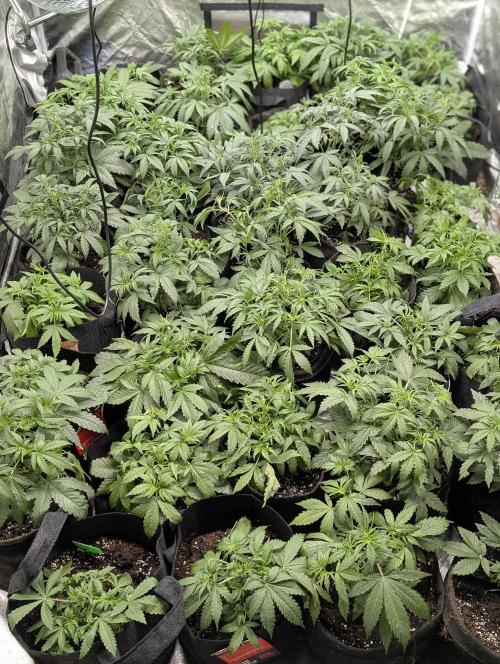 Frosted Guava Autoflowering. Week 4