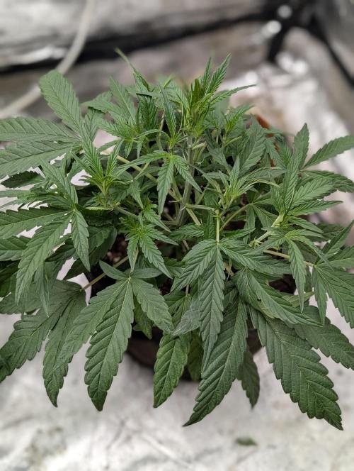 Frosted Guava Auto x3. Week 4