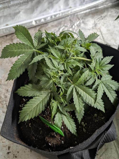 Chemical Candy Auto x3. Week 4 - 1