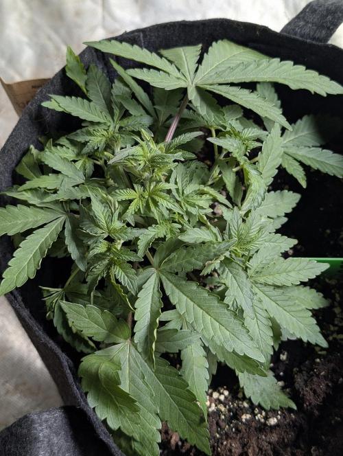 Chemical Candy Auto x3. Week 4 - 2