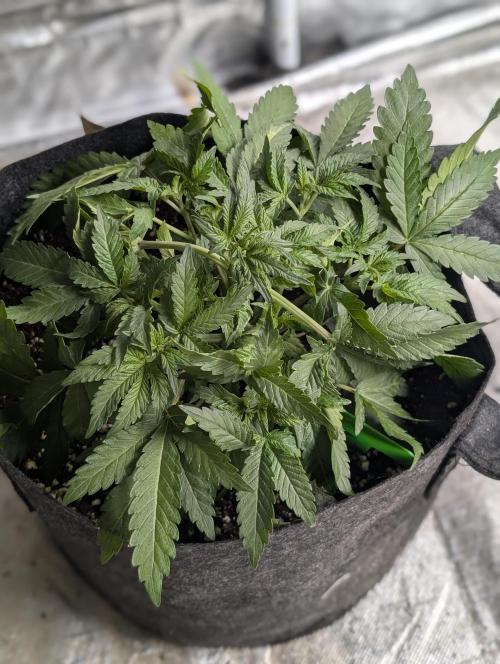 Chemical Candy Auto x3. Week 4 - 3