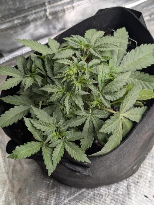 Chemical Candy Auto x3. Week 4 - 1