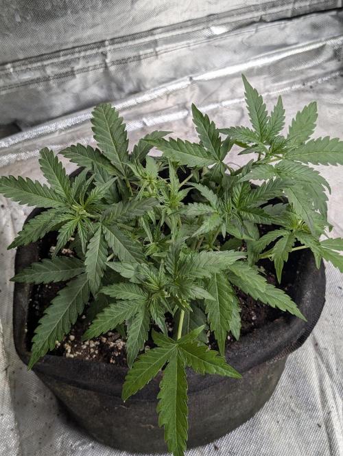 Chemical Candy Auto x3. Week 4 - 2