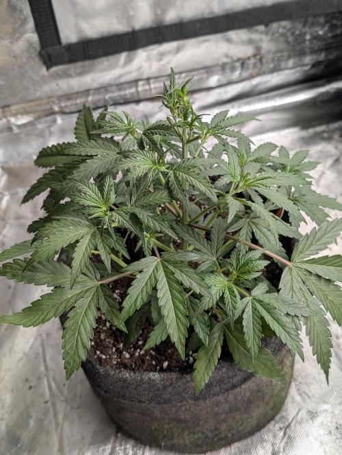 Chemical Candy Auto x3. Week 4 - 3