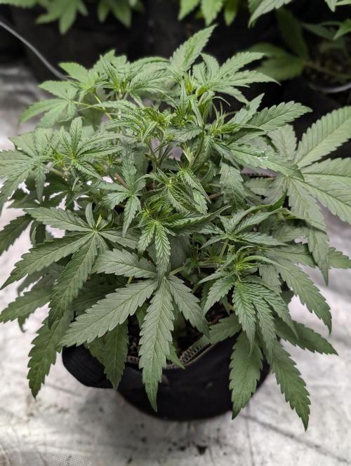 Chemical Candy Auto x3. Week 4