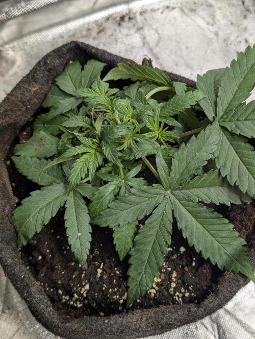Chemical Candy Auto x3. Week 4