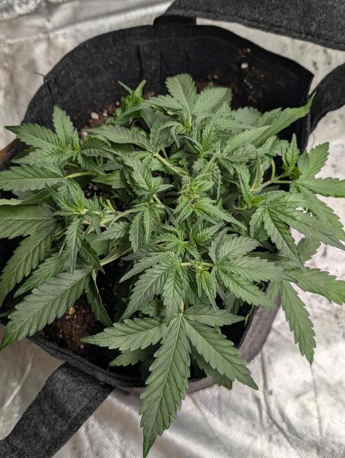 Chemical Candy Auto x3. Week 4
