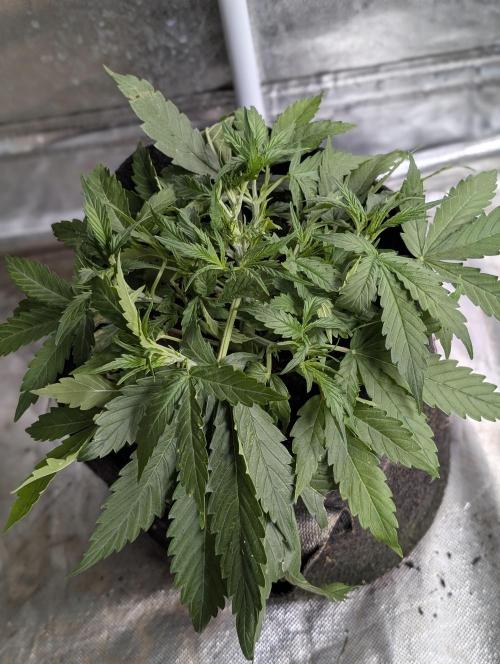 Purple Lemon Tree XLL x4. Week 4 - 2