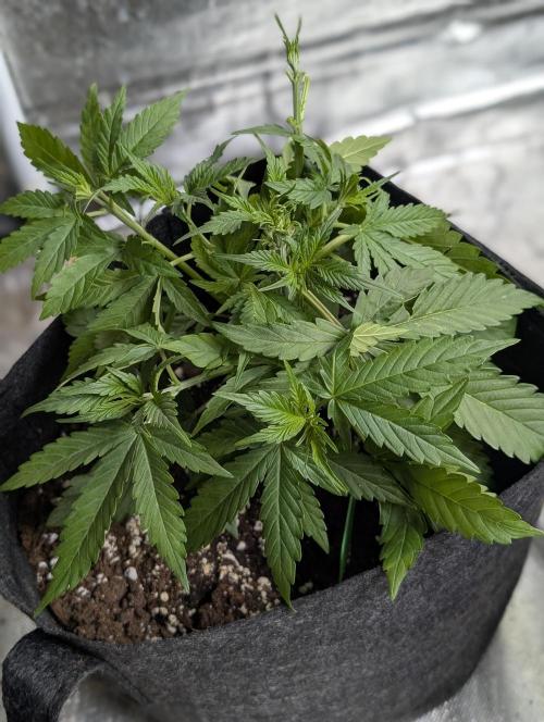 Purple Lemon Tree XLL x4. Week 4 - 3