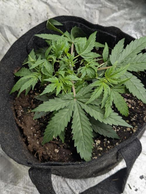 Purple Lemon Tree XLL x4. Week 4 - 4