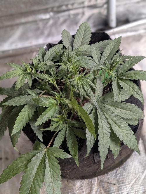 Guava X Gelato 41. Week 4 - 1