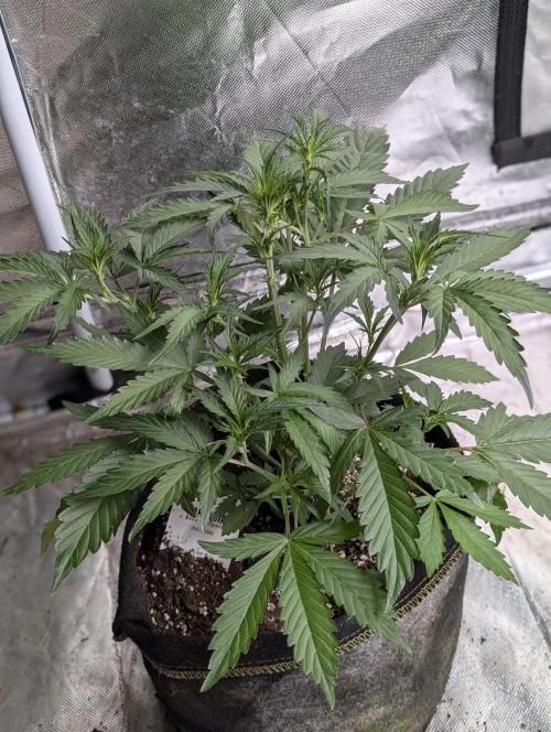 Guava X Gelato 41. Week 4 - 2