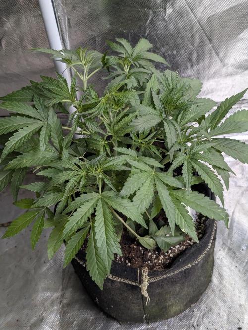 Guava X Gelato 41. Week 4 - 3