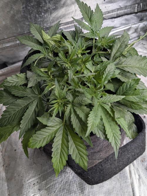 Guava X Gelato 41. Week 4 - 4