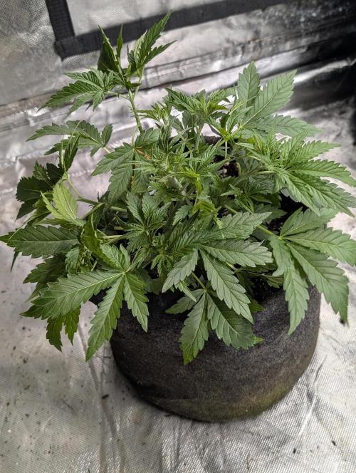 Guava X Gelato 41 x3. Week 4 - 1