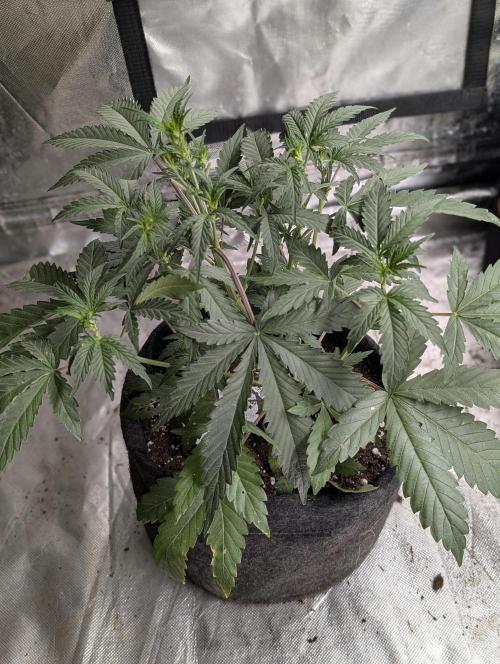 Guava X Gelato 41 x3. Week 4 - 2