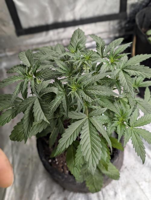 Guava X Gelato 41 x3. Week 4 - 3