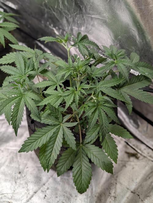Guava X Gelato 41 x3. Week 4 - 1