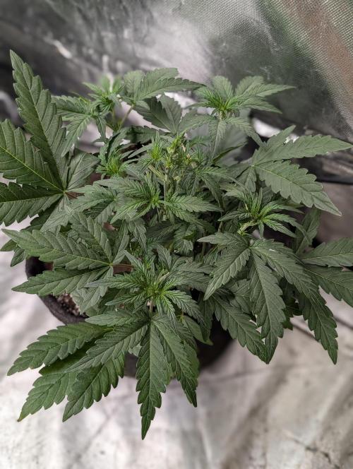 Guava X Gelato 41 x3. Week 4 - 2