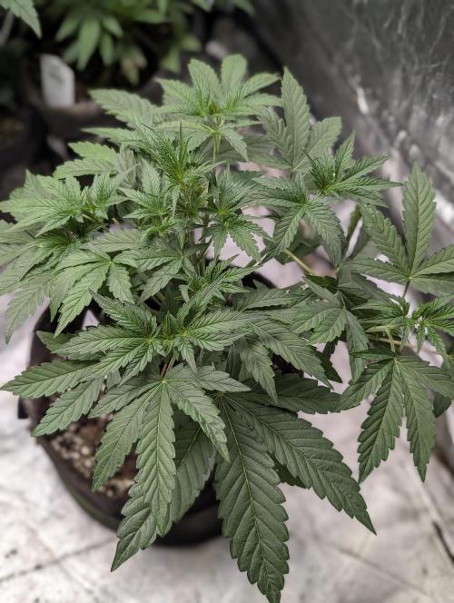 Guava X Gelato 41 x3. Week 4 - 3