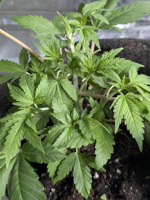 Golosa. Week 4