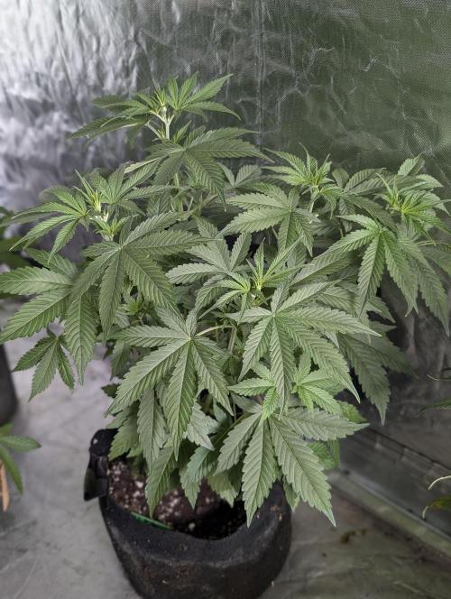 Purple Lemon Tree XLL x4. Week 5 - 1