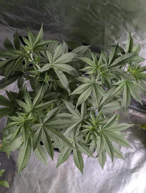 Purple Lemon Tree XLL x4. Week 5 - 1