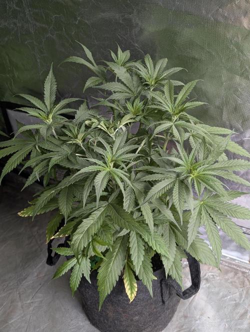 Purple Lemon Tree XLL x4. Week 5 - 2