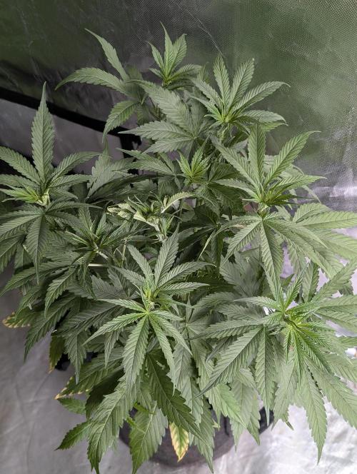 Purple Lemon Tree XLL x4. Week 5 - 2
