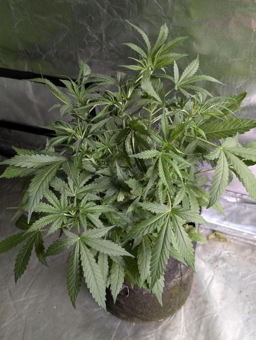 Purple Lemon Tree XLL x4. Week 5 - 3
