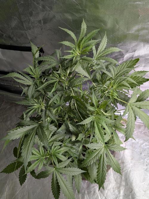Purple Lemon Tree XLL x4. Week 5 - 3