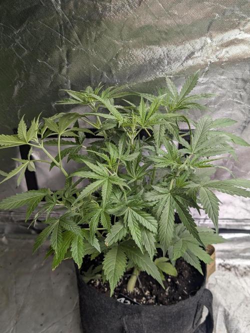 Purple Lemon Tree XLL x4. Week 5 - 4