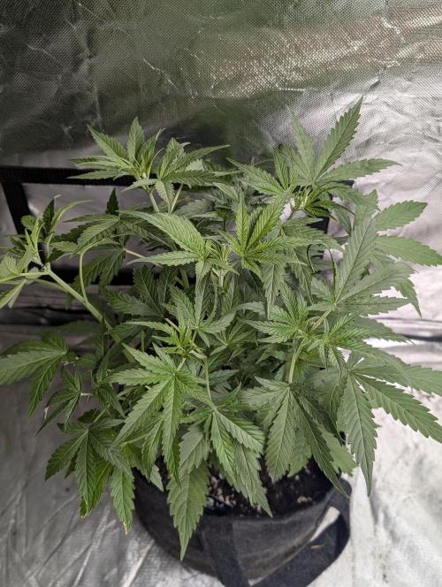 Purple Lemon Tree XLL x4. Week 5 - 4