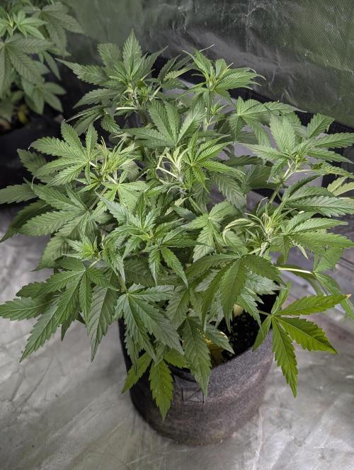 Sweet Mango Auto x4. Week 5 - 1