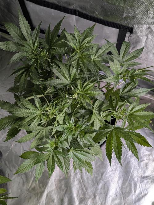 Sweet Mango Auto x4. Week 5 - 1