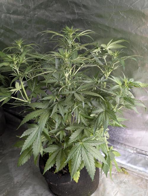 Sweet Mango Auto x4. Week 5 - 2