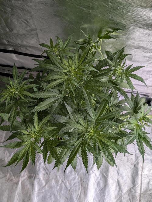 Sweet Mango Auto x4. Week 5 - 2