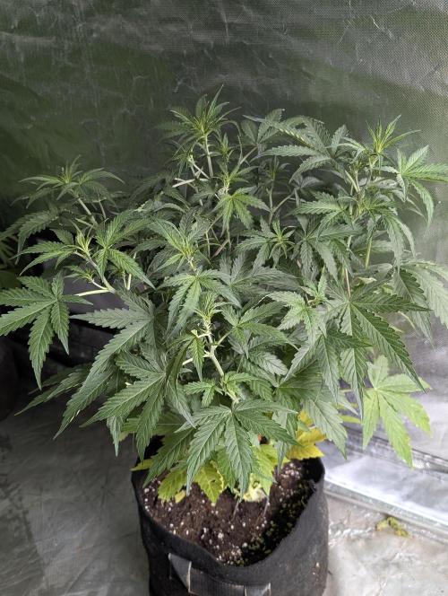 Sweet Mango Auto x4. Week 5 - 3